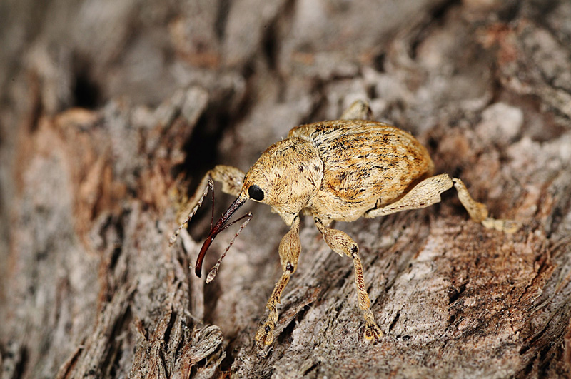 curculio